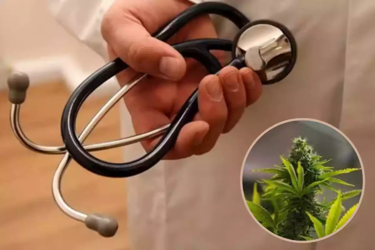 El cànnabis podria tenir un metge