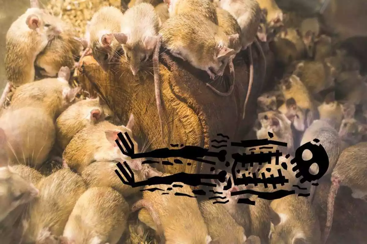 Fotomuntatge de rates amb un cadàver