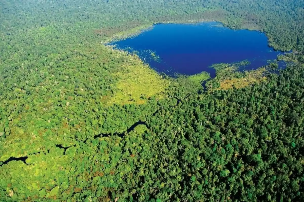 Vista aèria d'un dens bosc tropical amb un gran llac blau al centre.
