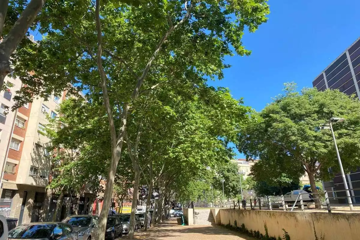 Uns arbres de Barcelona, en arxiu
