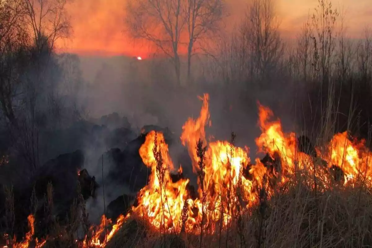 Incendi a un bosc de Catalunya