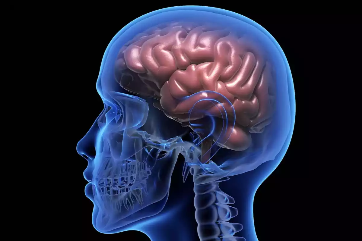 Imatge de fitxer d'un cervell