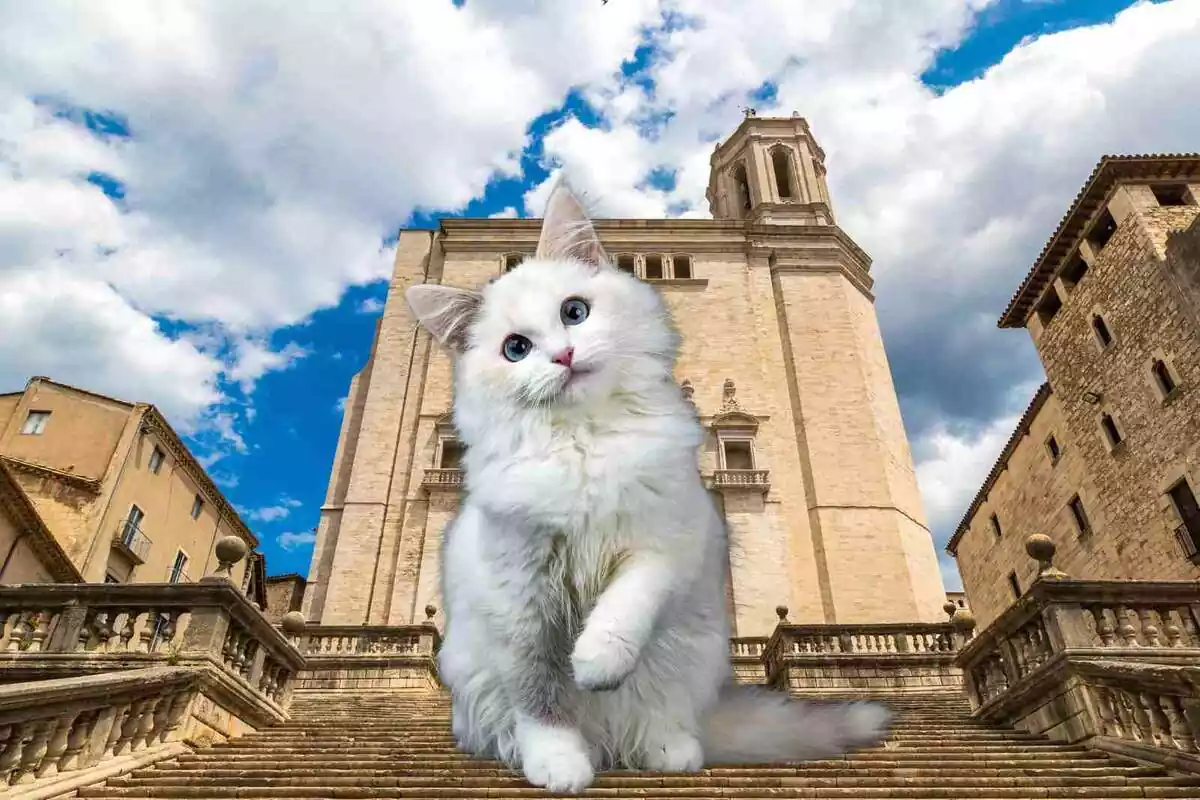 Un gat a Girona (fotomuntatge)