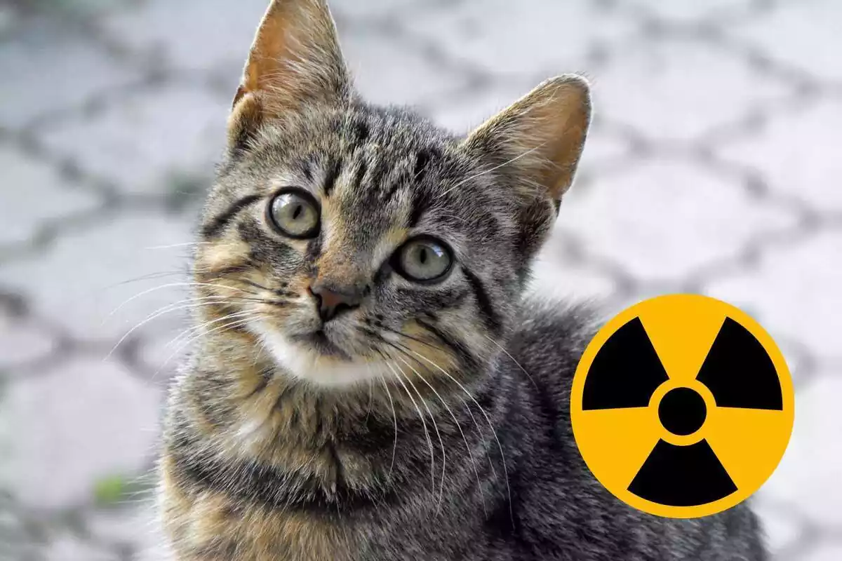 Imatge d´un gat amb un símbol de radioactivitat