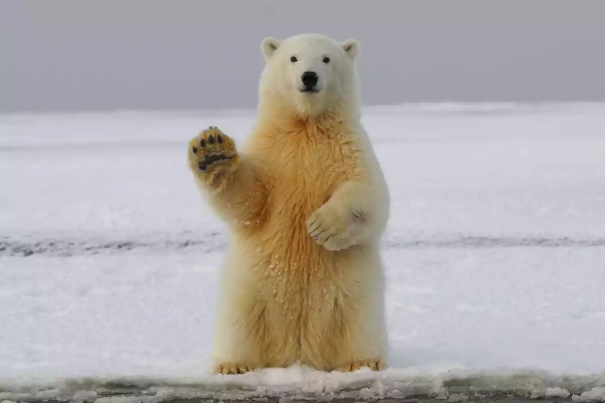 Un ós polar saluda la càmera