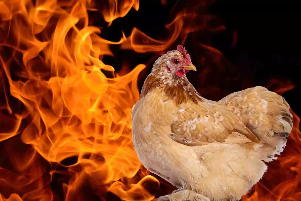Imatge d'una gallina envoltada de foc