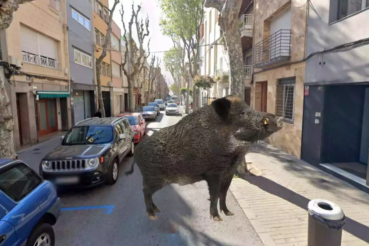 Fotomuntatge d'un porc senglar al carrer Prim de Badalona