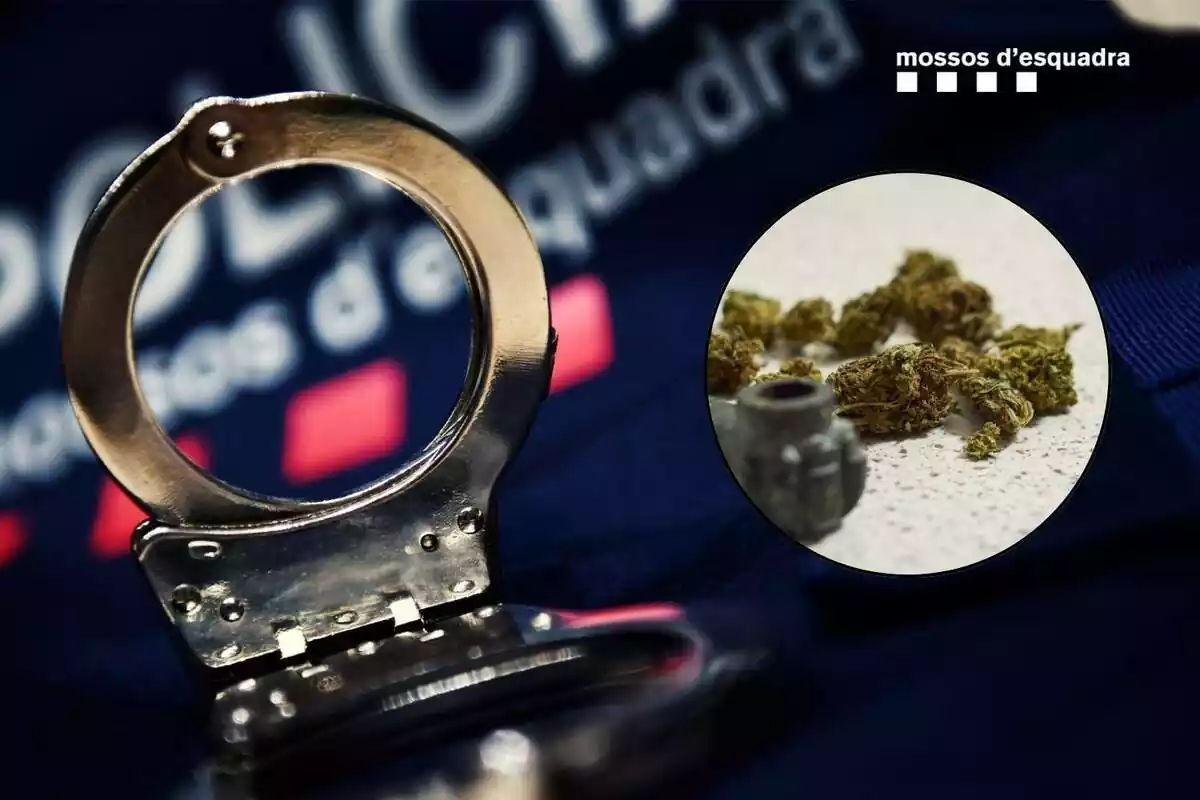 Imatge de Mossos d'Esquadra amb una marihuana