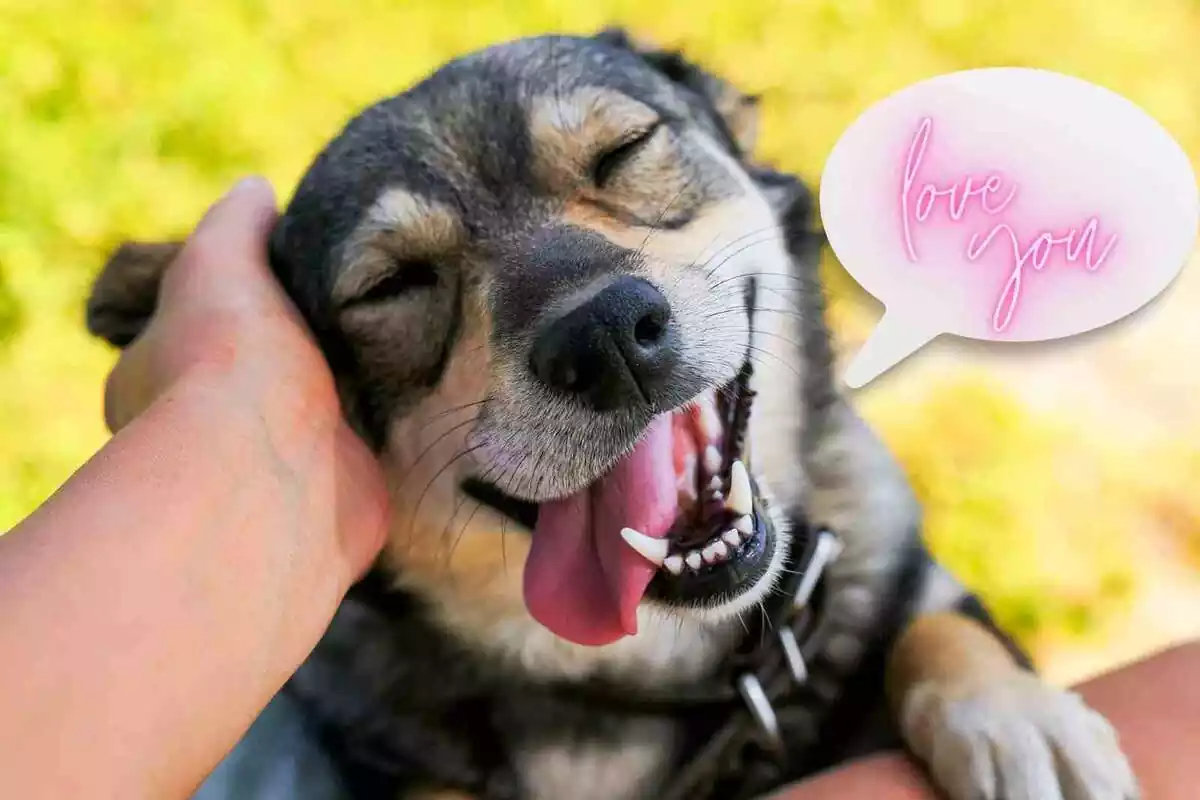 Fotomuntatge d'un gos amb un entrepà de còmic on posa 'love you'