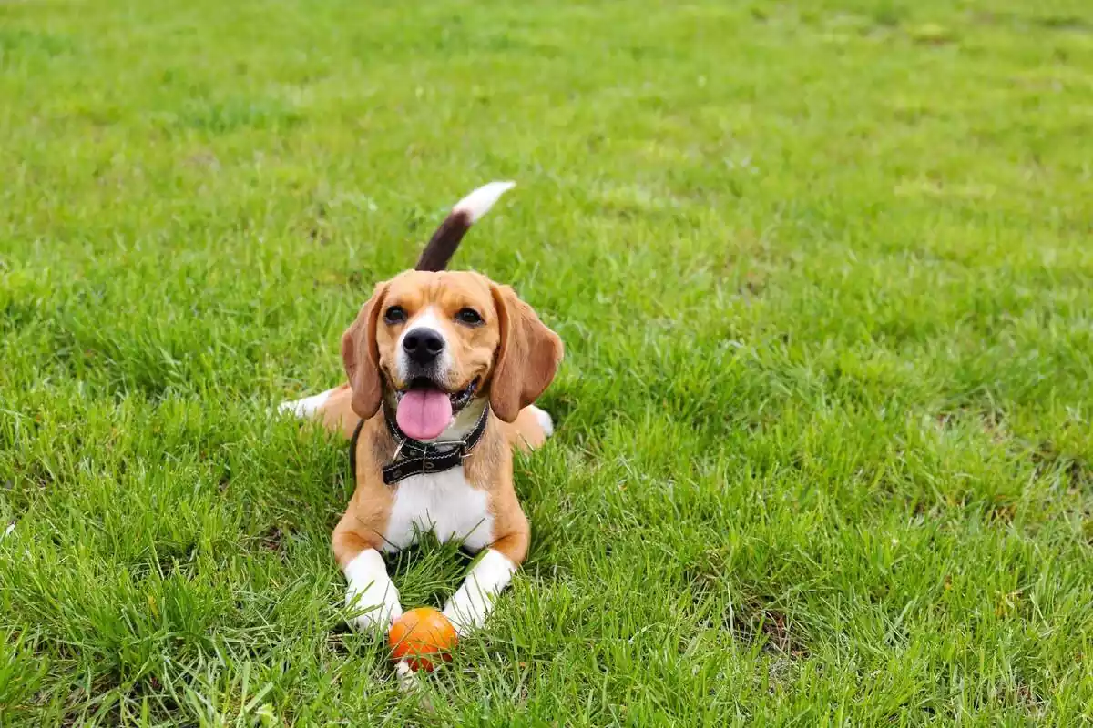 Gos feliç sobre l'herba