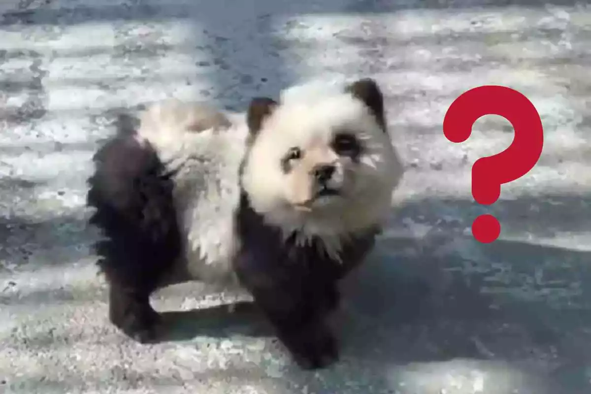 Imatge d'un gos panda a un zoològic de la Xina
