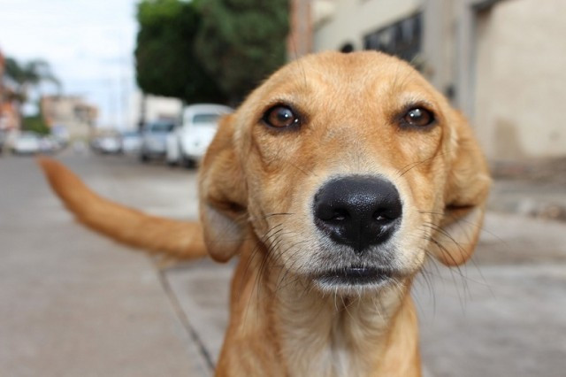 Maltrato animal perro 11052018