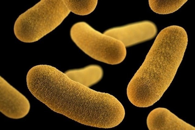 Bacterias antibiticos muerte por infeccin 17052018