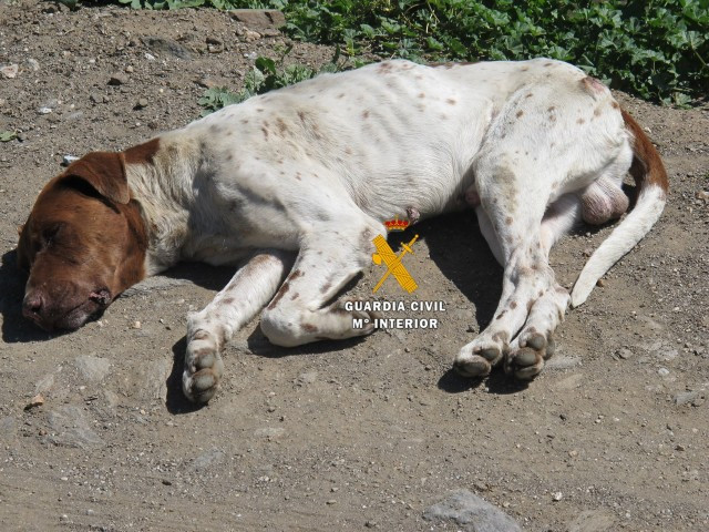 GUARDIACIVILMALTRATOANMIMALPERRO