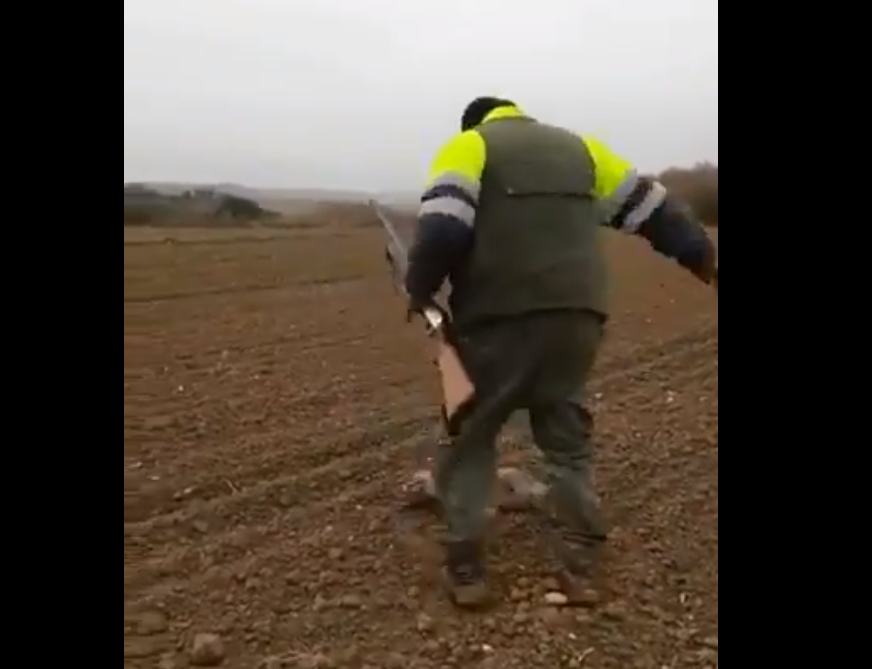 Cazador patea a un zorro