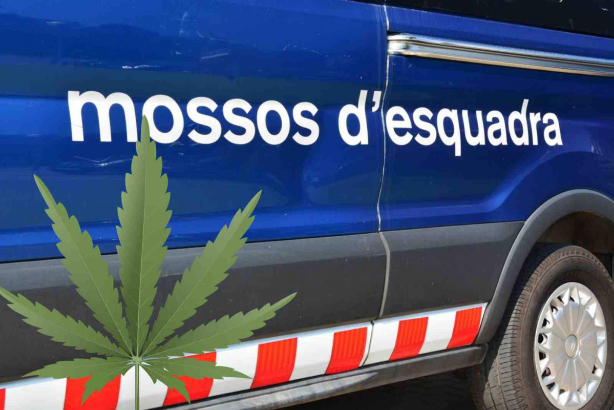 Marihuana mossos 1600 1067