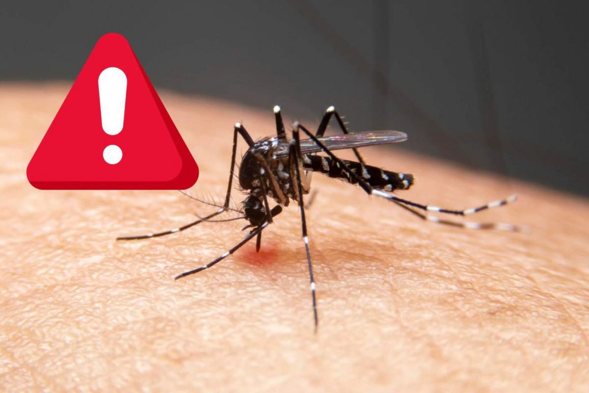 Dengue 1600 1067