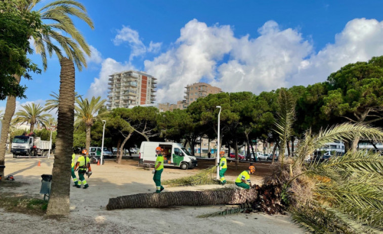 Mataró canvia 17 palmeres del passeig Marítim per evitar que caiguin