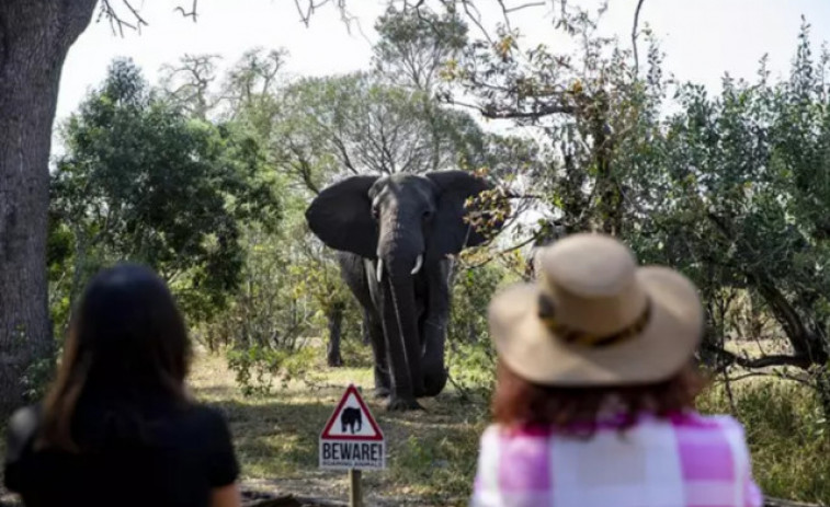 Mor un turista espanyol aixafat per un elefant a Sud-àfrica