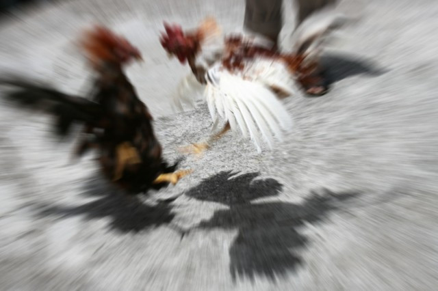 Pelea gallos copia 1