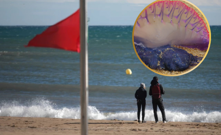 Bandera vermella a dues platges del Tarragonès per les meduses caravel·la