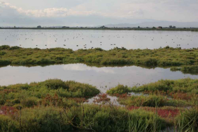 Delta del Ebro Anedes