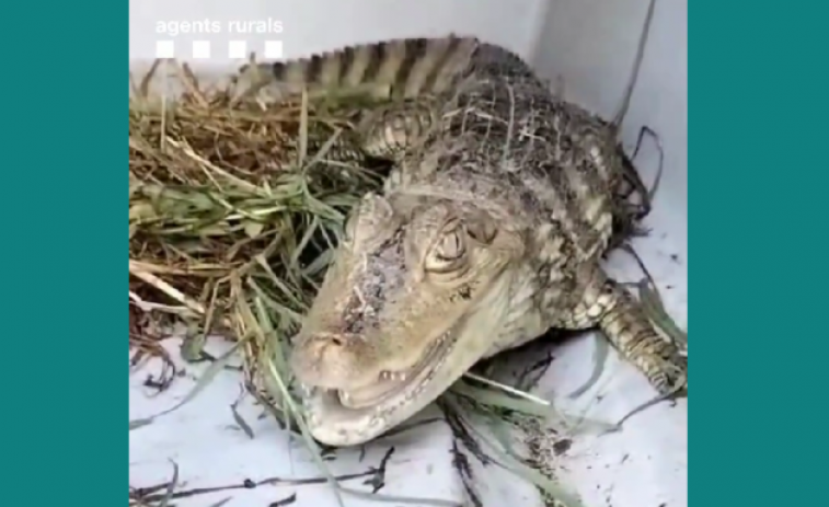 Apareix una cria de caiman al riu Besòs