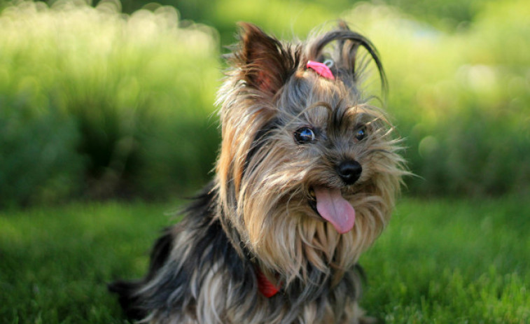 Un yorkshire terrier de 5 quilos sobreviu a un atac de tauró