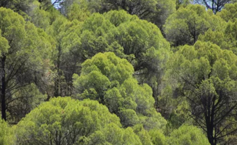 La importància dels boscos madurs en la lluita contra el canvi climàtic