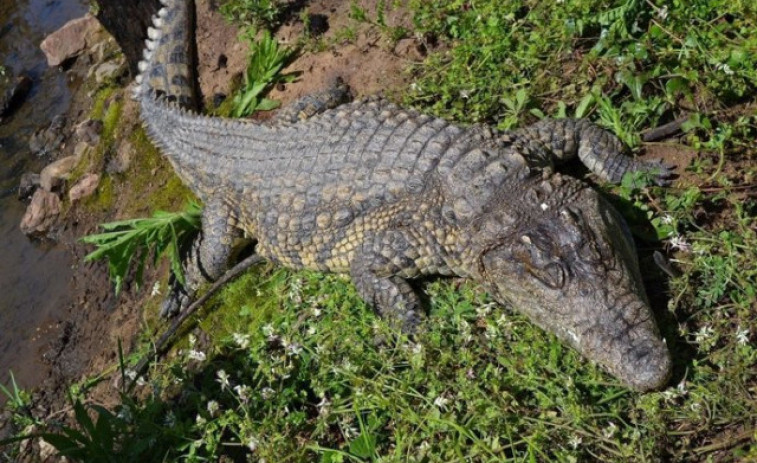 Un cocodril ataca i fereix de gravetat el seu cuidador en un zoo de Jerusalem