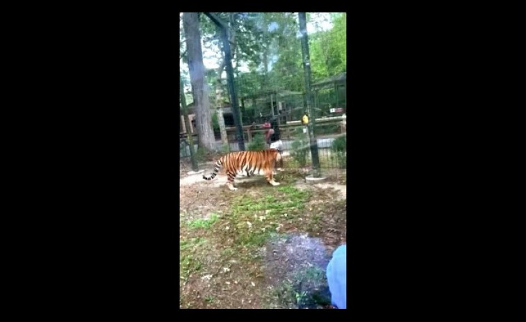 VÍDEO | Una dona salta la tanca d'un zoo i es mofa d'un trigre