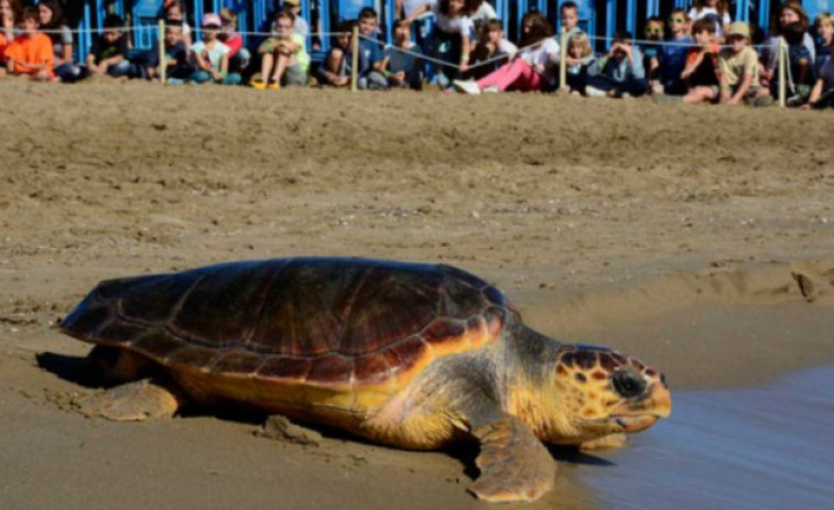 Expectació a Tarragona pel naixement de les tortugues caretes de la platja de la Savinosa