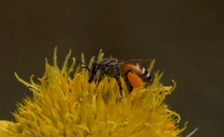 Alerta per la primera colònia d'abelles nanes vermelles a Europa detectada a Malta