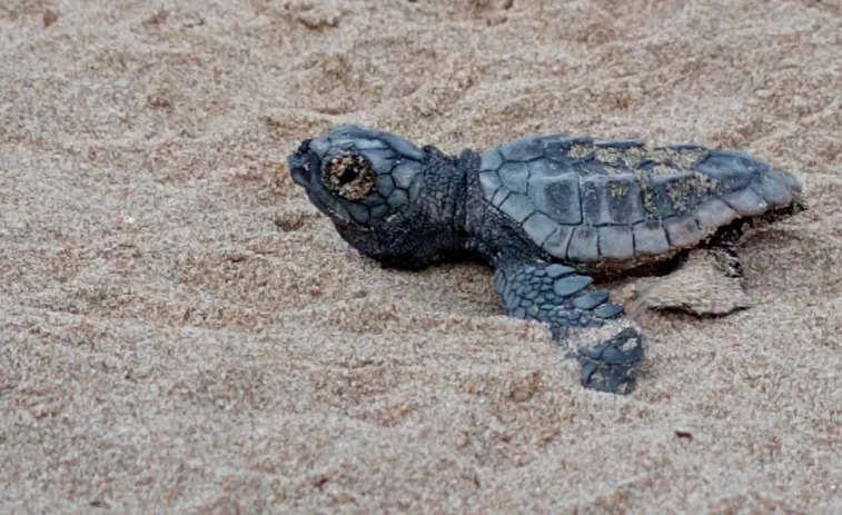 Augmenten a 86 les tortugues babaua nascudes al niu de la platja de la Savinosa de Tarragona