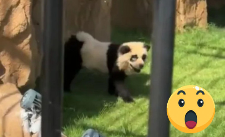 VÍDEO: Descobreixen en un zoo de la Xina que els pandes eren en realitat gossos pintats