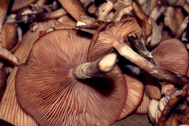 Highanglecloseupshotpileexoticbrownmountainmushrooms