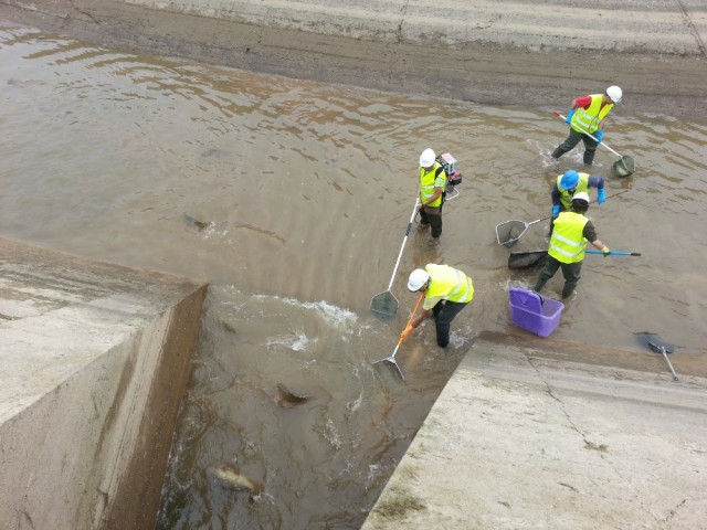 Endesa inicia el buidatge periòdic dels canals de Balaguer, Térmens, Lleida i Seròs