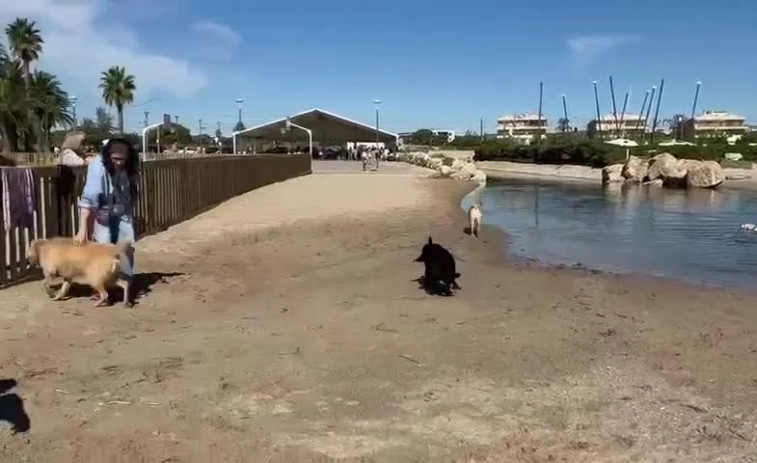 20 gossos d'assistència es banyen i juguen a la platja de Torredembarra