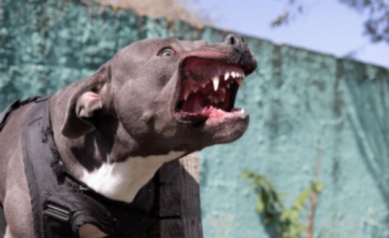 Un pitbull rabiós li arrenca el braç a la seva propietària en un brutal atac