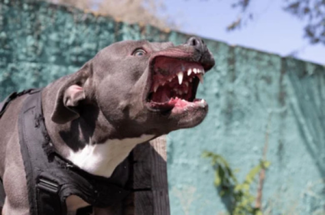 Un pitbull rabiós li arrenca el braç a la seva propietària en un brutal atac