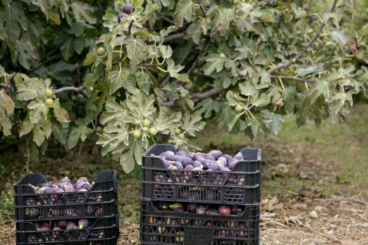 FOTOGRAFIA Camp de figues del proveu00efdor Figs Fruits a LLeida