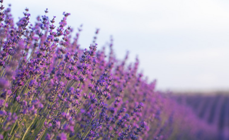 Els camps de lavanda de Catalunya: un paradís visual que amaga la penúria agrícola