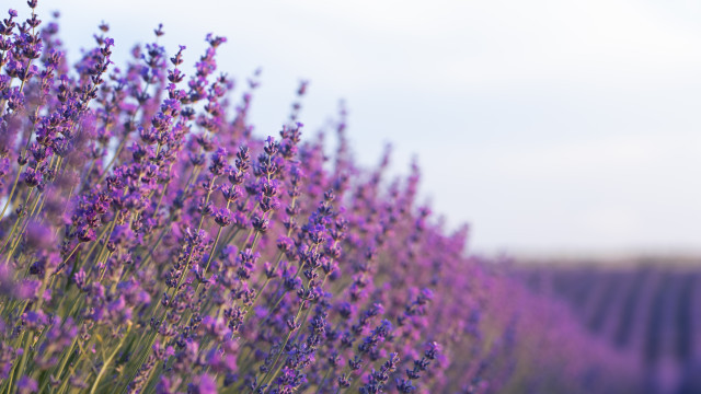 Beautifullavenderfieldwithblurrysky