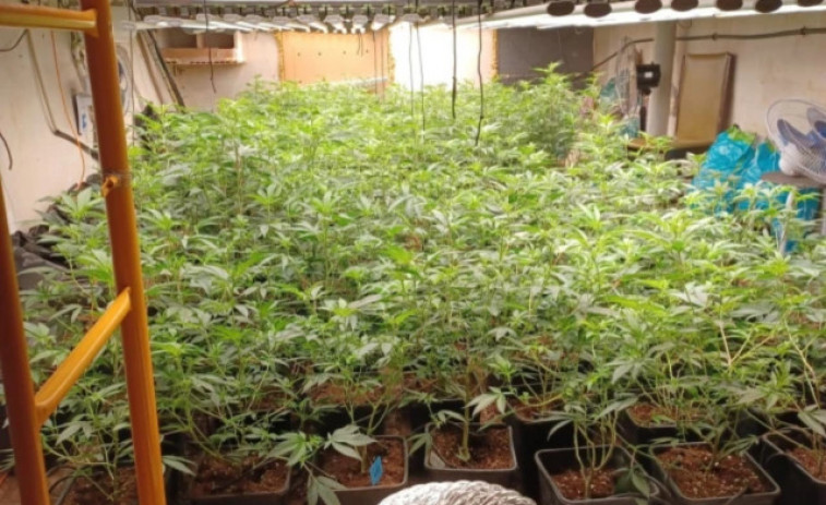 Arrestat un home per tenir una macroplantació de marihuana a casa