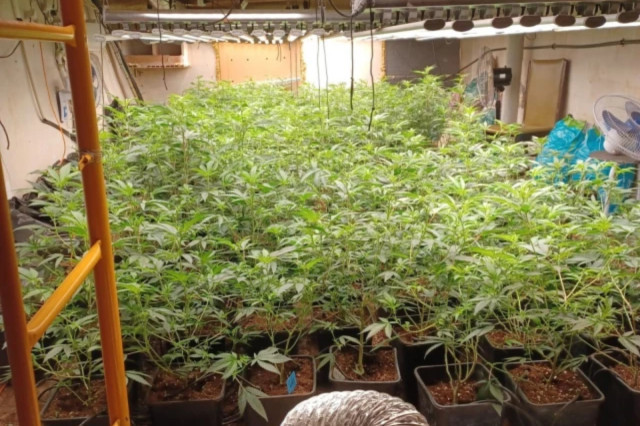 Arrestat un home per tenir una macroplantació de marihuana a casa