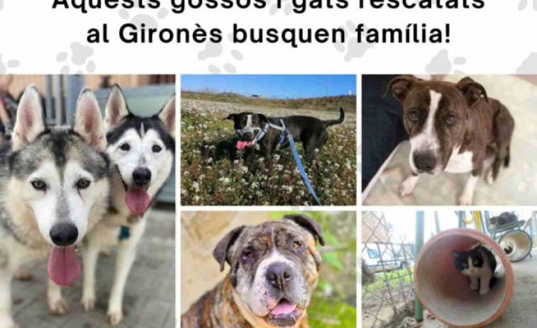 Urgent! Adopta un dels 34 animals en risc a Figueres abans que sigui massa tard