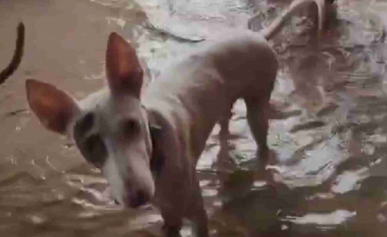 Imatges impactants de gossos coberts d'aigua en un refugi d'animals de Sueca (València)