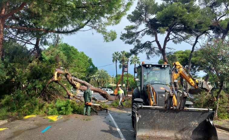 Sitges revisa el arbrat per retirar els exemplars que han quedat malmesos per la DANA