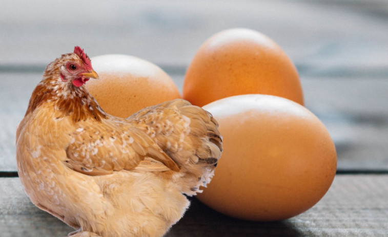 Què va ser primer, l'ou o la gallina? Un enigma mil·lenari que podria estar resolt