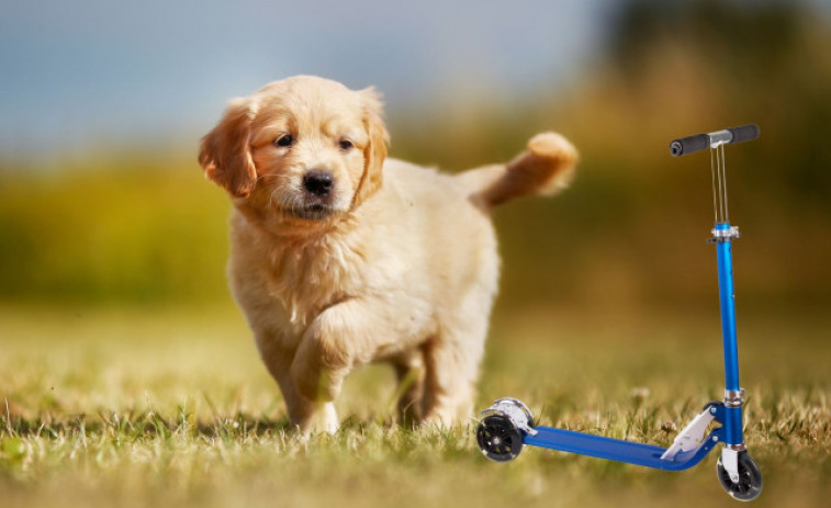 VÍDEO: Un gos anant en patinet? Les xarxes socials moren d'amor amb aquest Golden Retriever